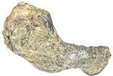 Fossil Ornithopod Dinosaur (Dryosaurus) Humerus - Wyoming #325127-3